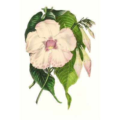 Paxton Florals VIII by Paxton - Wrapped Canvas Painting