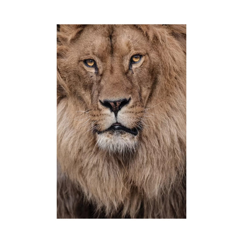 Lion V by Goran Anastasovski - Wrapped Canvas Print, 66.04 cm H x 45.72 cm W x 1.91 cm D