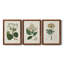 Antique Turpin Botanical IV - Ensemble de 3 reproductions d'art sur toile-2038202532-2038202534