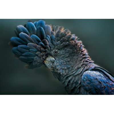 Red Tailed Black Cockatoo by Tracielouise - No Frame Art Prints on Canvas