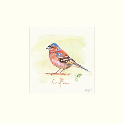 Chaffinch by Jennifer Rose - No Frame Painting