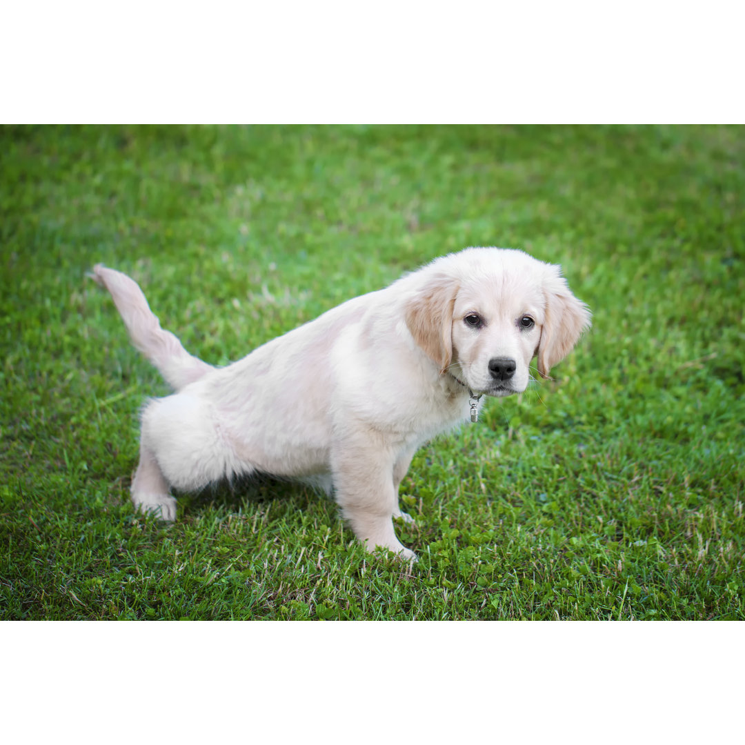 Poster A Golden Retriever Puppy