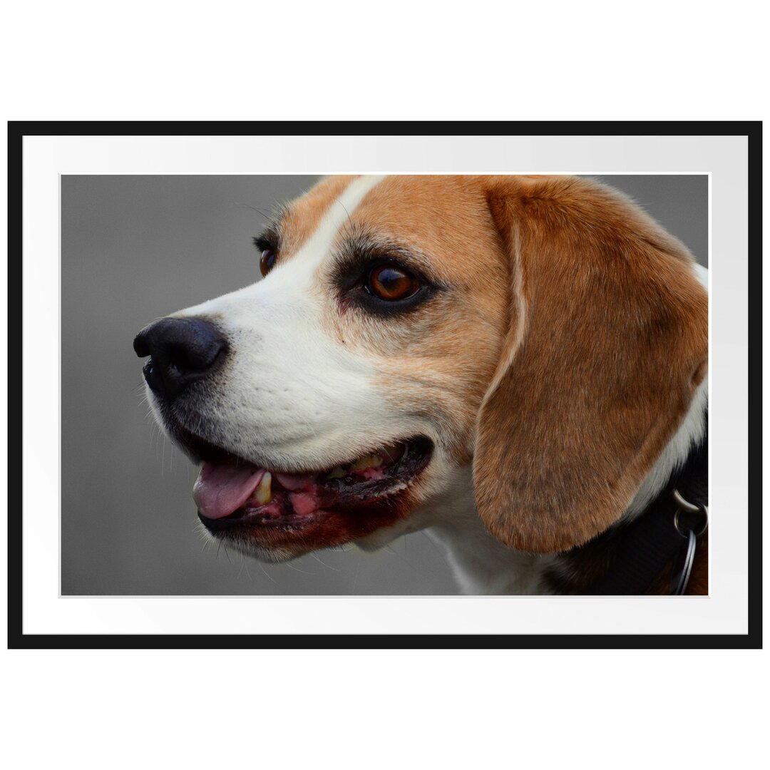 Gerahmter Fotodruck Beagle Side Profile