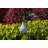 Soji Solar Powered Integrated LED Bulb Lantern