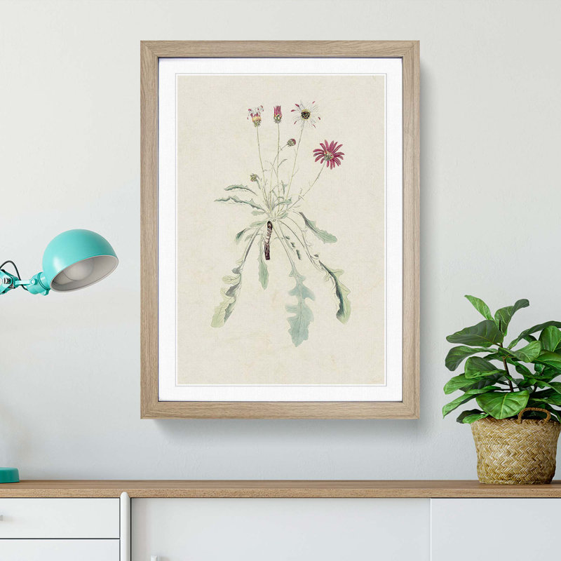Wild Pink Flower Illustration - Framed Print, 36cm H x 27cm W x 2cm D, Oak Framed