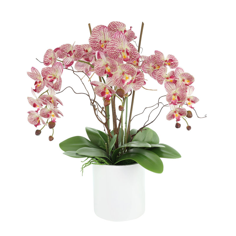 Orchids Arranged in Fiberstone Planter, Pink