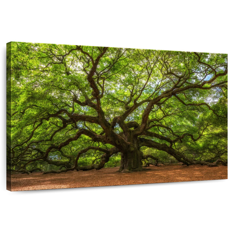 Alvord Gnarled Oak Tree, 32" H x 48" W