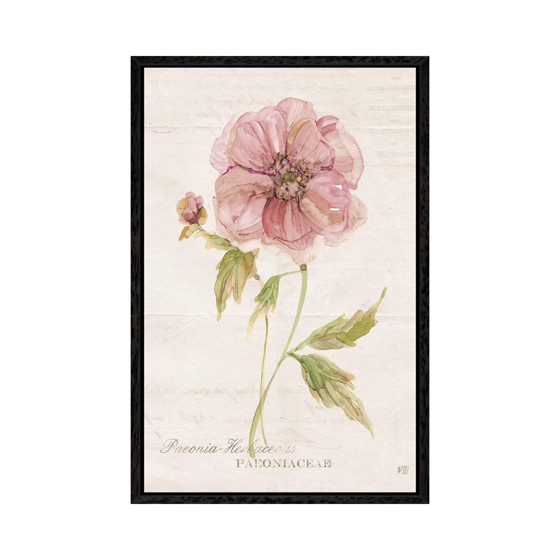 Soft Peony by Carol Robinson - Painting on Canvas, Black Framed, 101.6 cm H x 66.04 cm W