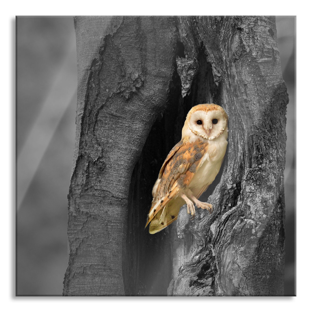 Ungerahmtes Foto auf Glas "Barn Owl Hollow Trunk"