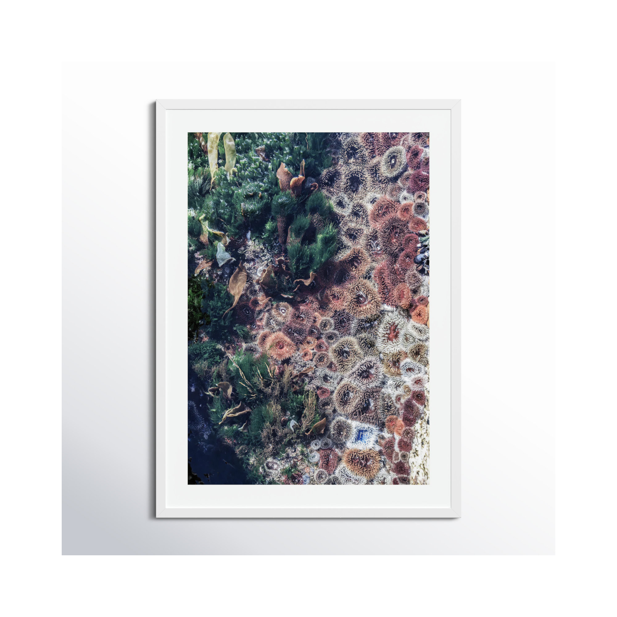 Ocean Curiosities by Shot by Clint Wood Framed Wall Art Print, White, 33" H x 24" W