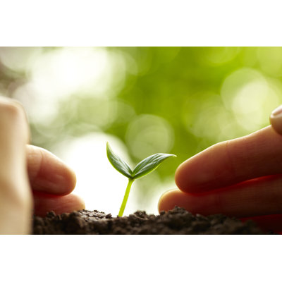 New Life Growing by Bo1982 - No Frame Art Prints on Canvas