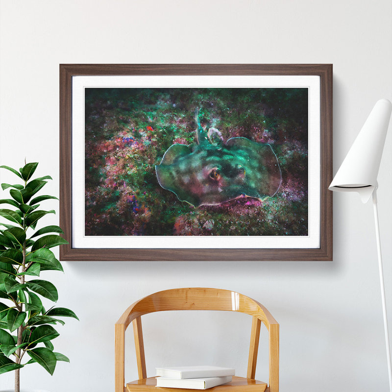 Sting Ray - Framed Print, Walnut Framed, 48cm H x 65cm W x 2cm D