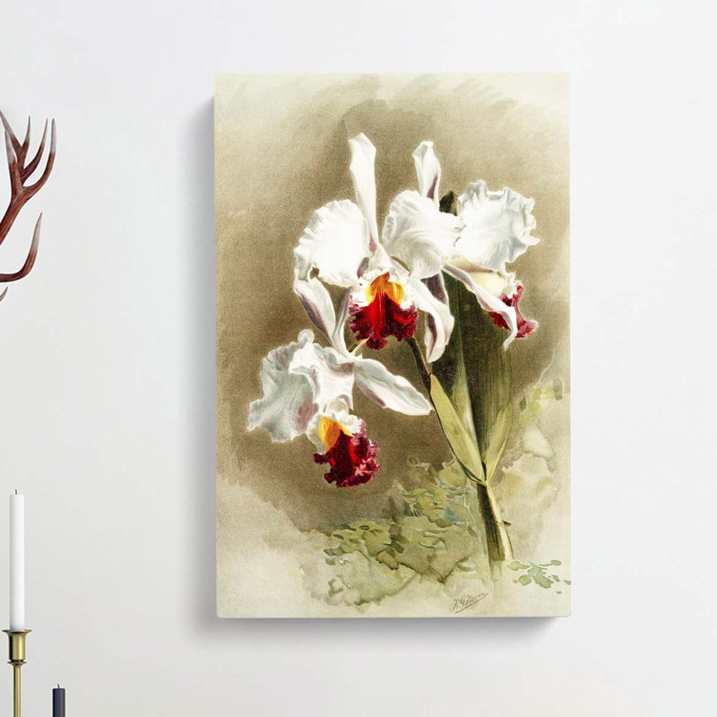 Magnolia Flowers Illustration Tab. 28 by Frederick Sander - Wrapped Canvas, 50cm H x 35cm W x 3cm D