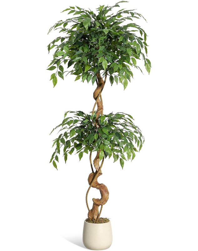 Plant, 152cm H x 20cm W x 20cm D