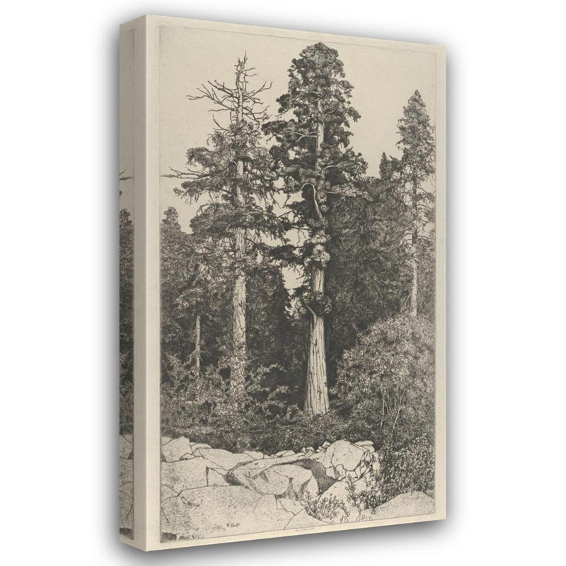 «Baby Sequoia» par Ernest Haskell - Art mural sur toile tendue avec châssis, H 48 po x l 33 po