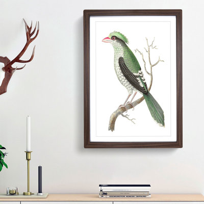 Chinese Roller Bird by George Shaw - Framed Print