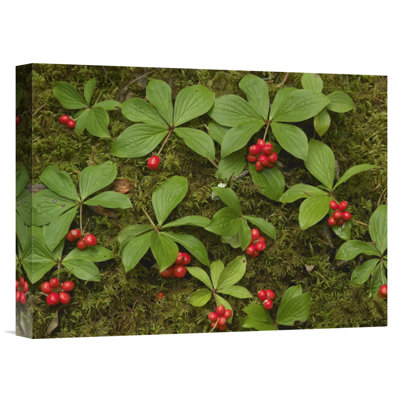 North America 'Bunchberry Growing Amid Sphagnum Moss' - Photograph Print on Canvas