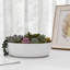 Plante grasse artificielle 1,8 po en pot