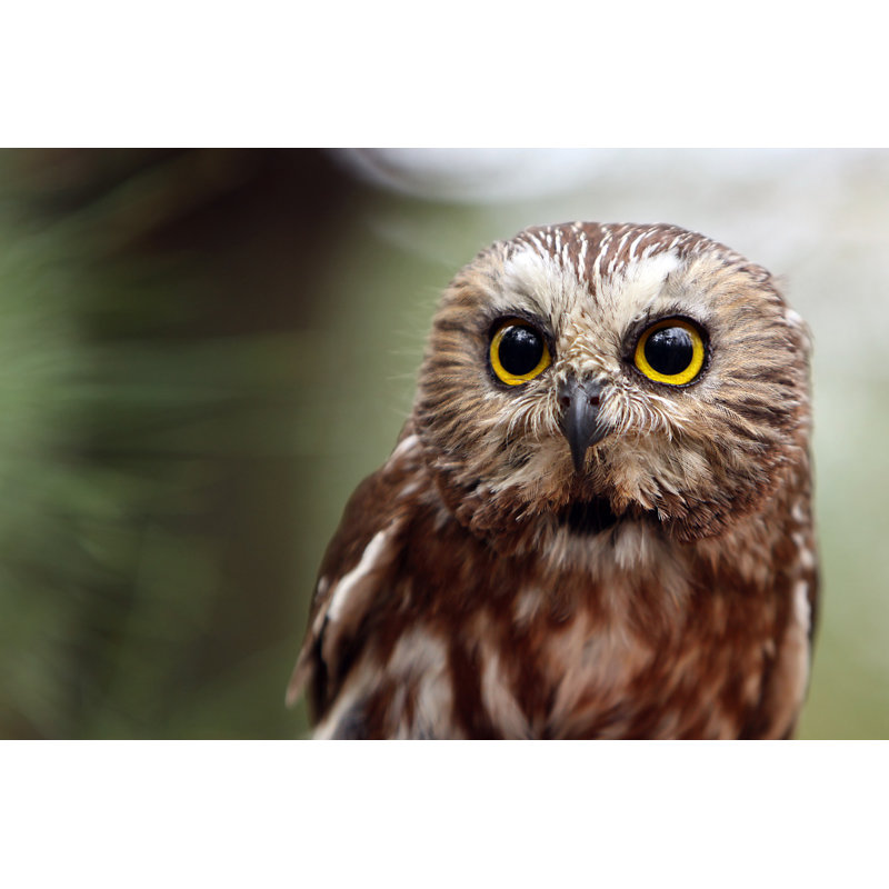 Close Up Of Northern Saw-Whet Owl by Megan Lorenz - Wrapped Canvas Print, 51cm H x 76cm W x 3.8cm D