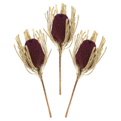 Dried Banksia Floral Stems