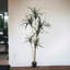 72 plante Dracaena Marginata