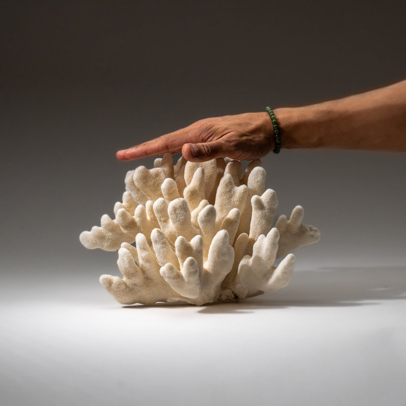 Genuine White Cat's Paw Coral (6.5 Lbs)