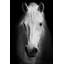 Cheval, reproduction d'art sur toile, cheval noir et blanc-1375753395-1453877298-1423470403