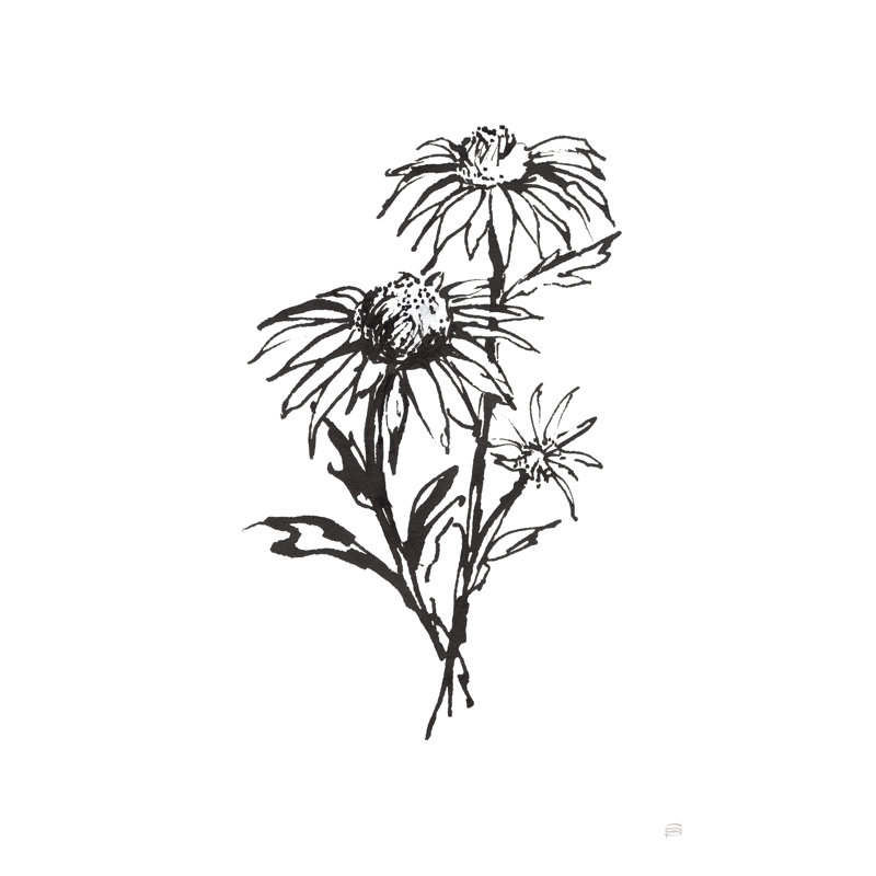 Lignée d'échinacée III, H 36 po x l 24 po