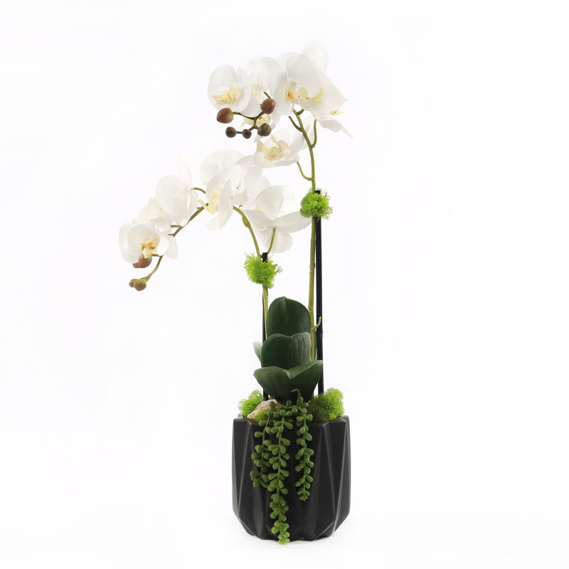 Orchid Floral Arrangement in Pot