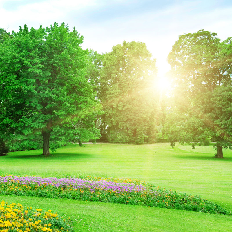 Summer Park by AlinaMD - Wrapped Canvas Print, 30cm H x 46cm W