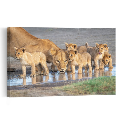 Thirsty Lioness And Cubs Contemporary Cat Lion Nature Wildlife Wall Art Print by Jeffrey C. Sink - 1 Piece Wrapped Canvas Wall Art