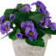 8 plantes
