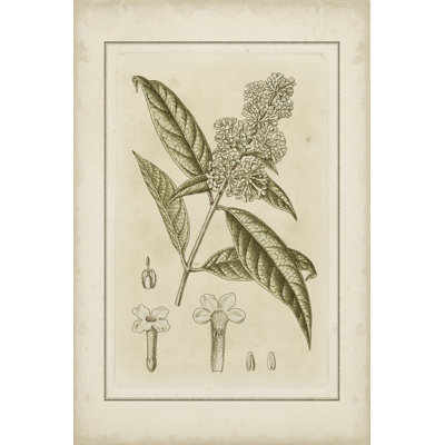 Small Tinted Botanical II (P) by Curtis - Wrapped Canvas Art Prints