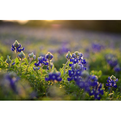 " Texas Bluebonnets " by Kellywendtphoto