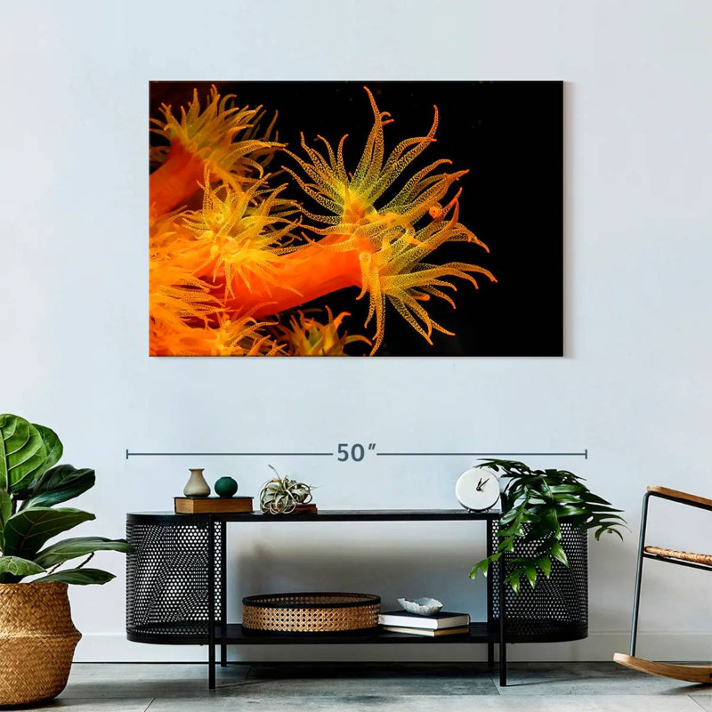 Brampt Sun Polyps, 30" H x 45" W