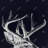 roe deer plume - 32"x32" art on canvas