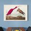 Impression sur toile tendue « pl 397 Scarlet Ibis »-1208253553