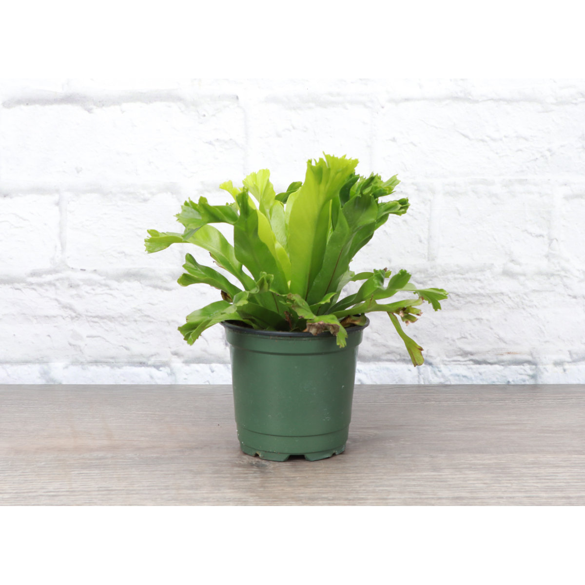 Thorsen's Greenhouse Bird's Nest Fern - Thumbnail 3