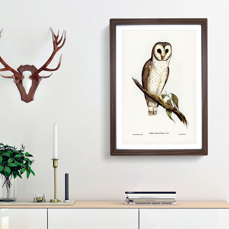 Delicate Owl by Elizabeth Gould - Picture Frame Painting Print, Walnut Framed, 36cm H x 27cm W x 2cm D