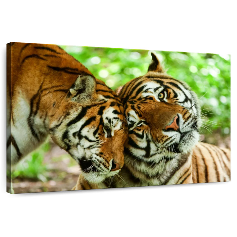Brampt adorant les tigres, H 8 po x l 12 po