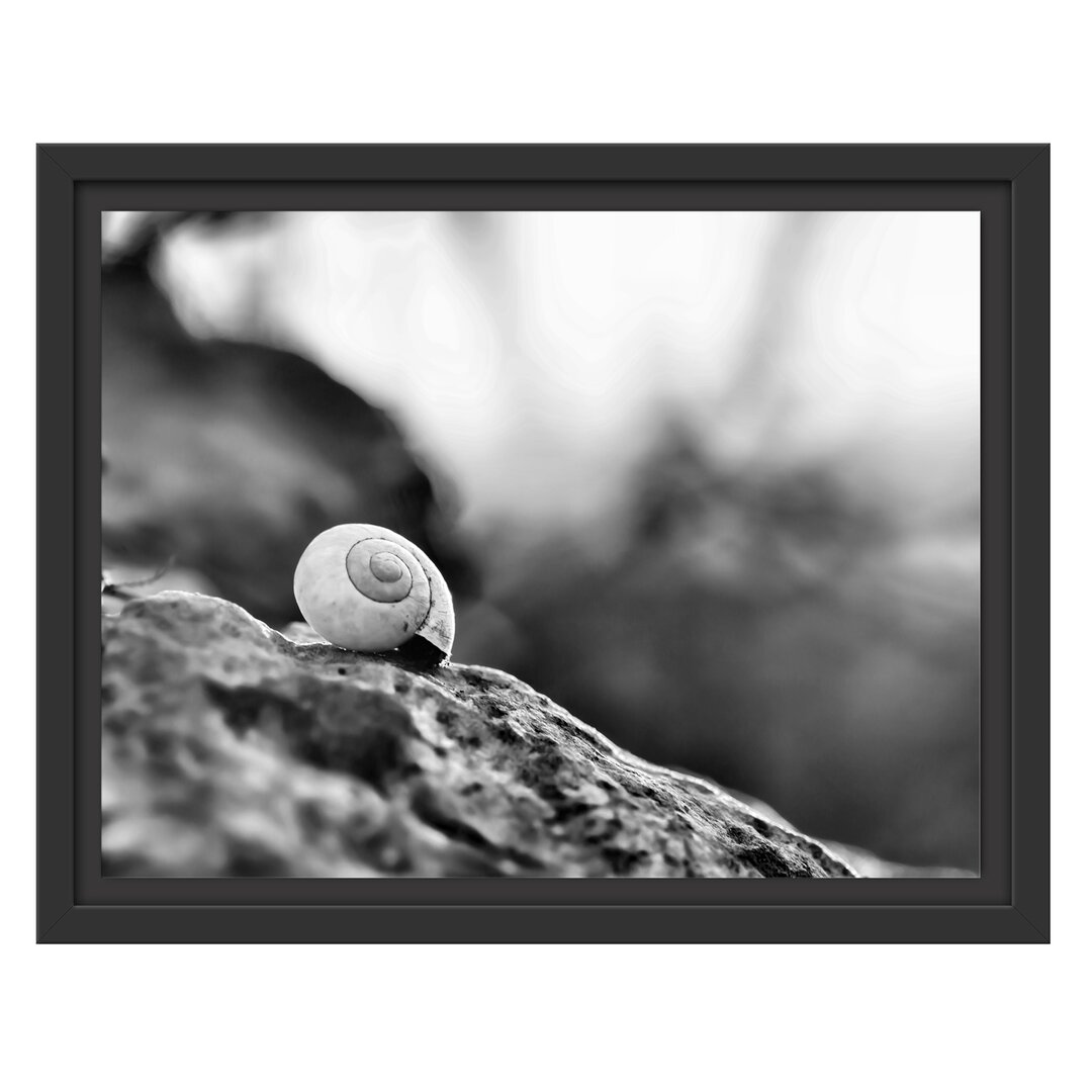 Gerahmtes Wandbild kleine Schnecke auf Stein