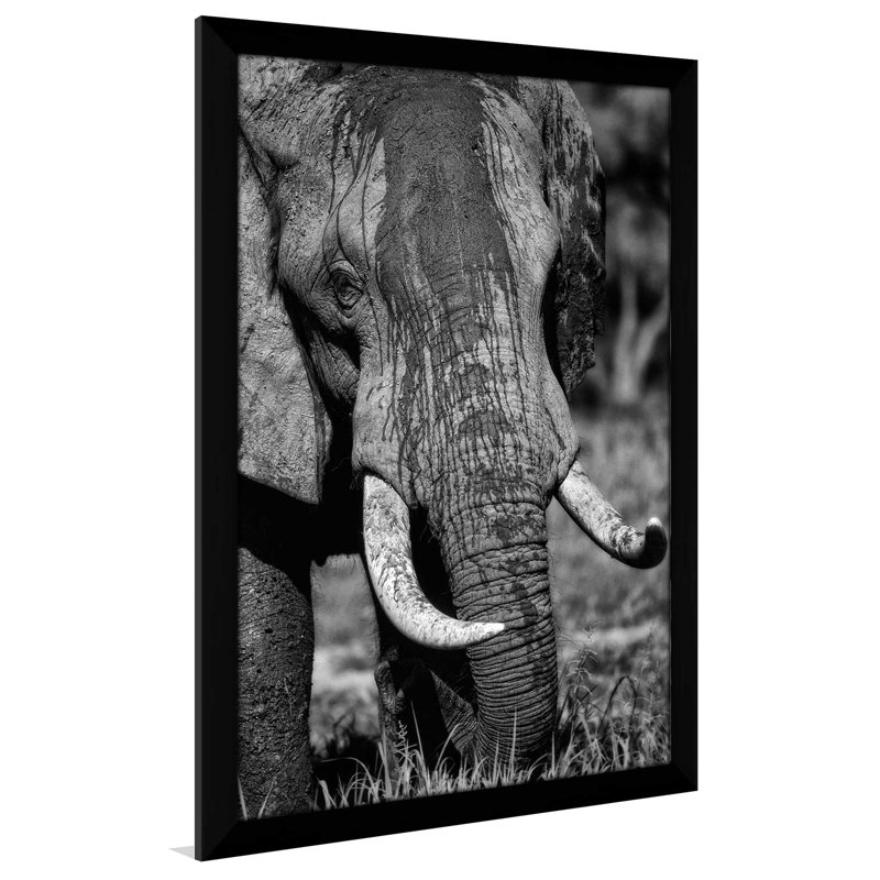 «Golden Eyes», reproduction de photo, H 49,5 po x l 33,5 po x P 1 po, Cadre espresso