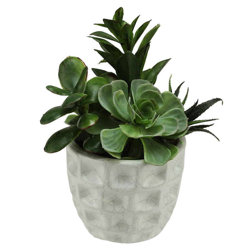 Plante grasse artificielle en pot 9,5 po
