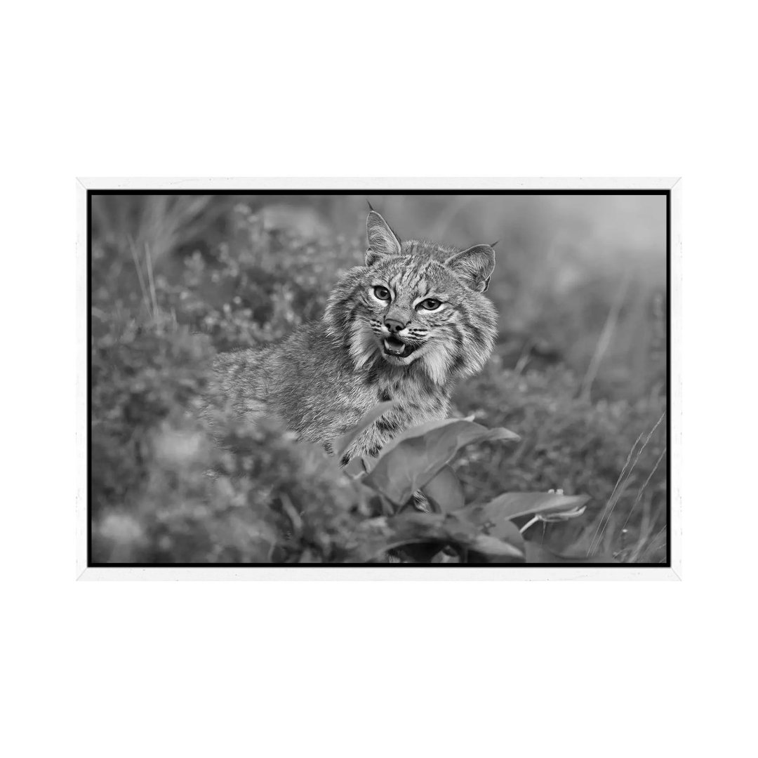 Bobcat, Montana von Tim Fitzharris - Galerie-verpackte Leinwand Giclée auf Leinwand