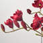 Burgundy Red Blooming Magnolia Branches in Modern Oval Pocket Vase Everyday Fall Water Illusion Arrangement