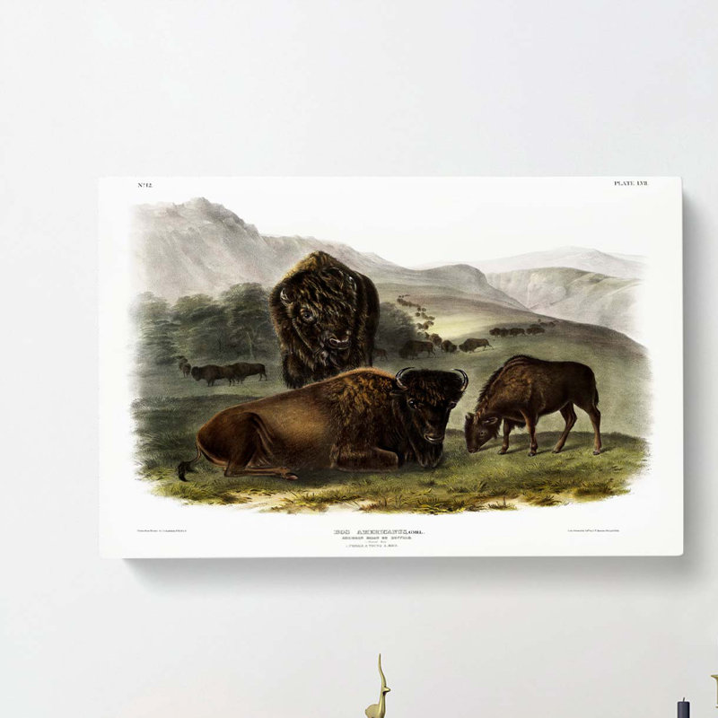 American Bison by J.W. Audubon - Wrapped Canvas, 50cm H x 76cm W x 3cm D