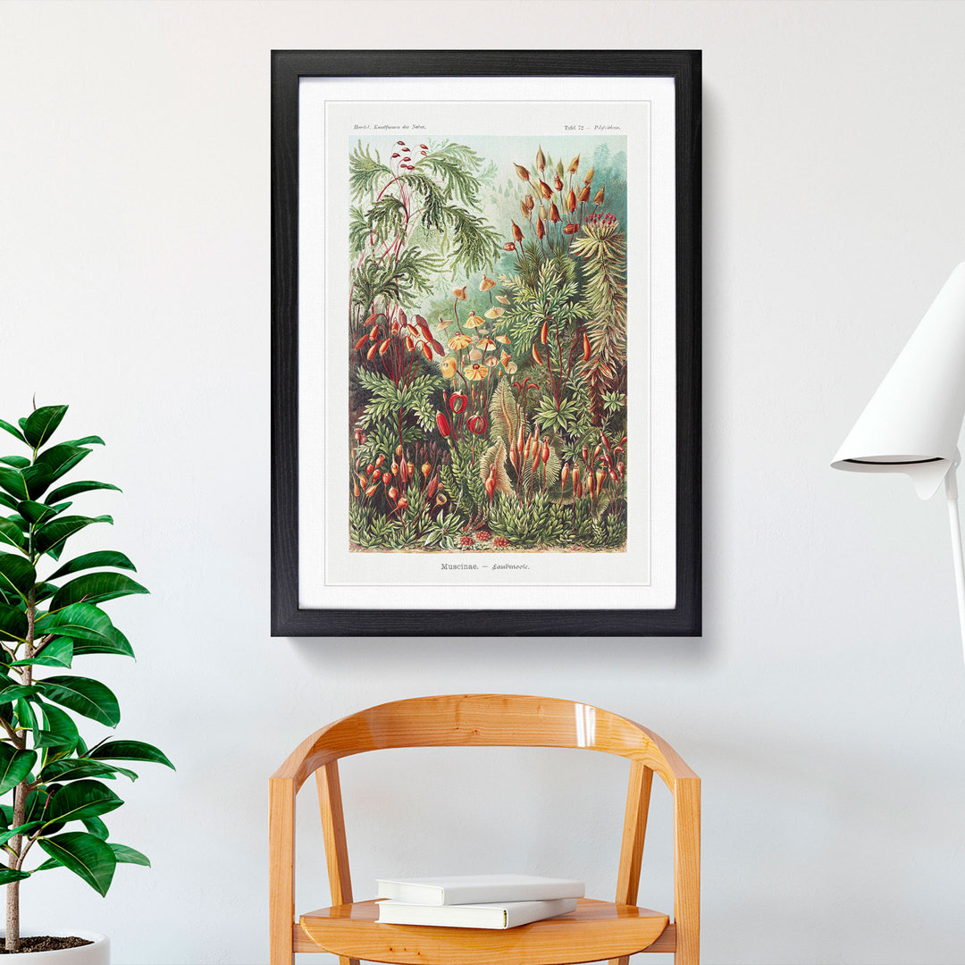 Flowers Growing Wild by Ernst Haeckel - Framed Print