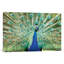 « color peacock », reproduction de photo sur toile tendue-73147303-73147301-73147302