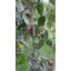 Carillon suspendu 5 clochettes en vert et rouge-541956213