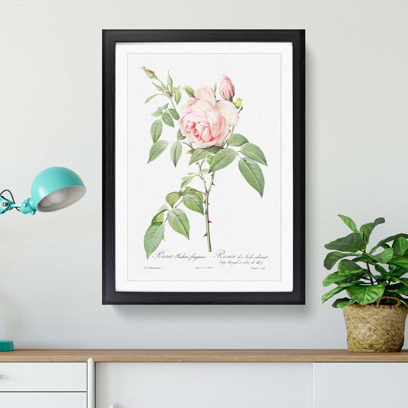 The Pale Pink Roses by Pierre-Joseph Redoute - Picture Frame Painting Print, 48cm H x 36cm W x 2cm D, Black Framed
